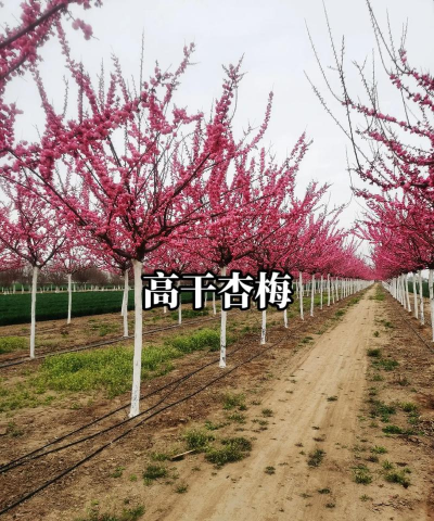 杏梅的养殖方法