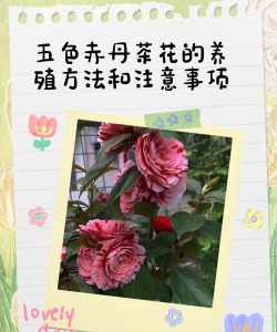 小众送妈妈的花有哪些花