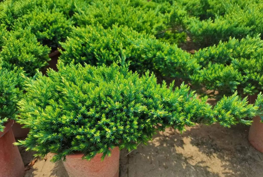 铺地柏的养殖方法和注意事项