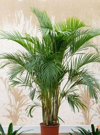 小众送妈妈的花有哪些花