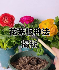 小众送妈妈的花有哪些花
