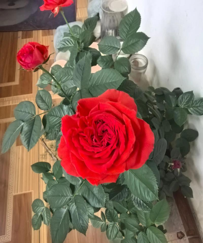 小众送妈妈的花有哪些花