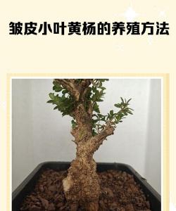 小叶黄杨的养殖方法