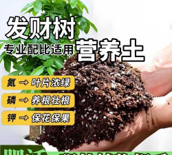 小众送妈妈的花有哪些花