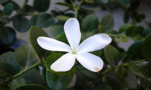 小众送妈妈的花有哪些花