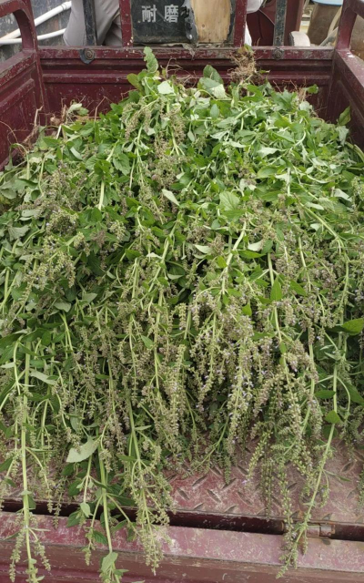 小众送妈妈的花有哪些花