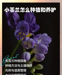 小众送妈妈的花有哪些花