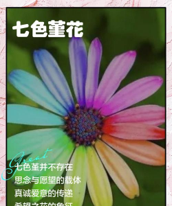 小众送妈妈的花有哪些花