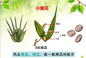 小众送妈妈的花有哪些花