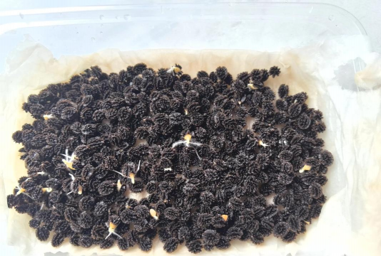 小众送妈妈的花有哪些花