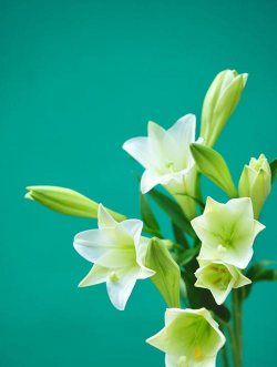 小众送妈妈的花有哪些花