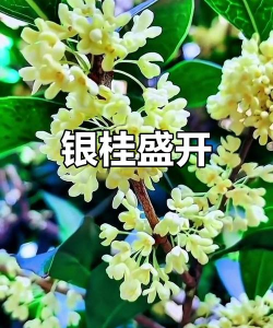 小众送妈妈的花有哪些花