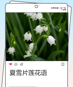 小众送妈妈的花有哪些花