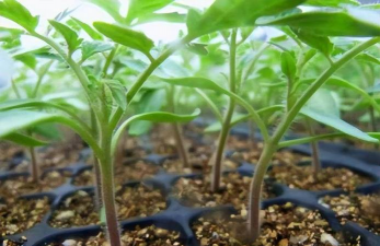 小众送妈妈的花有哪些花