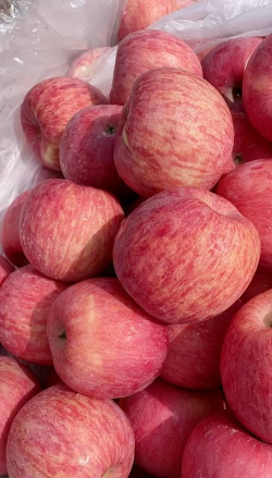 陕西红富士苹果特点