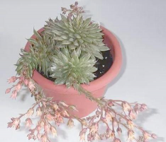 小众送妈妈的花有哪些花