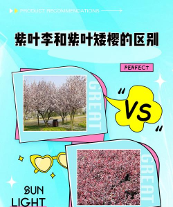 紫叶矮樱与紫叶李区别