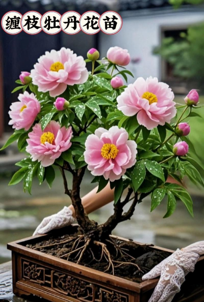 小众送妈妈的花有哪些花