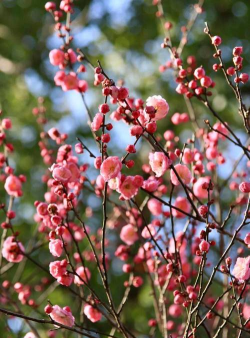 小众送妈妈的花有哪些花