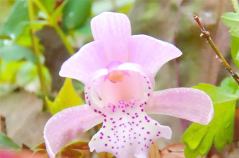 小众送妈妈的花有哪些花