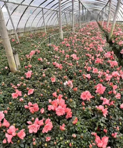 西洋杜鹃和杜鹃的区别