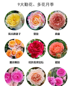 十大勤花月季品种