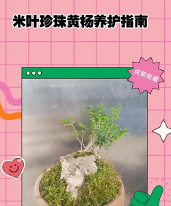 小众送妈妈的花有哪些花