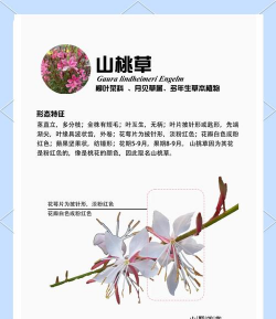 山桃草花语是什么