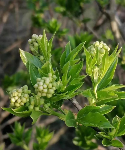 小众送妈妈的花有哪些花