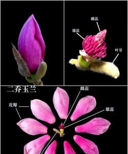 红玉兰和紫玉兰的区别