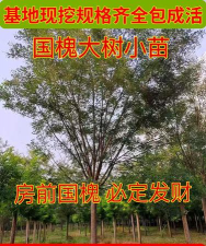 速生国槐和原生的区别