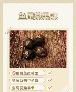 鱼尾葵果实能吃吗