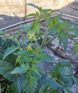 小众送妈妈的花有哪些花