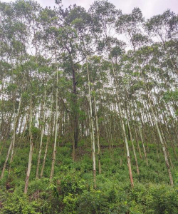 速生桉是什么树