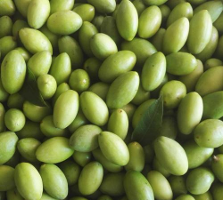 青榄是青果吗