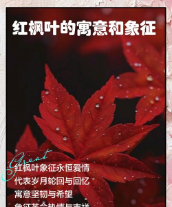 红枫的寓意