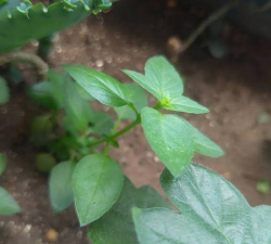 小众送妈妈的花有哪些花