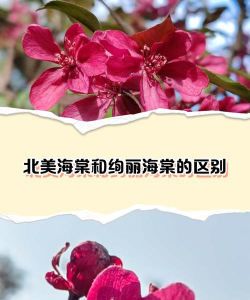 绚丽海棠与北美海棠区别