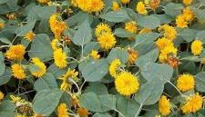 小众送妈妈的花有哪些花