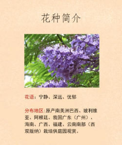 蓝花楹的花语