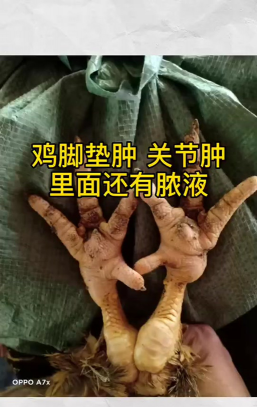 鸡的关节肿了怎么办