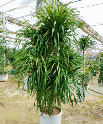 小众送妈妈的花有哪些花