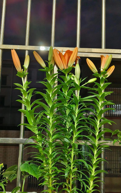 小众送妈妈的花有哪些花