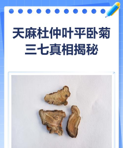 平卧菊三七和三七区别