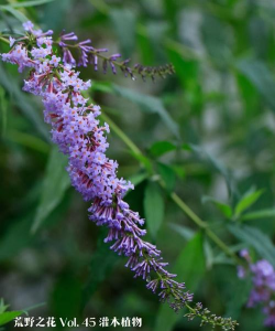 醉鱼草和大叶醉鱼草的区别