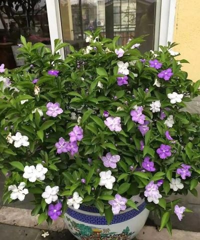 小众送妈妈的花有哪些花