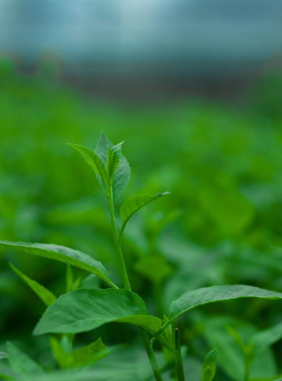 小众送妈妈的花有哪些花