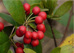 无刺枸骨和火棘的区别