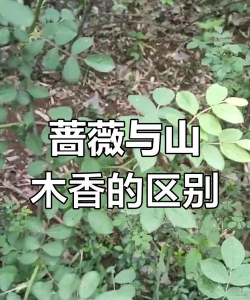 山木香与野蔷薇的区别
