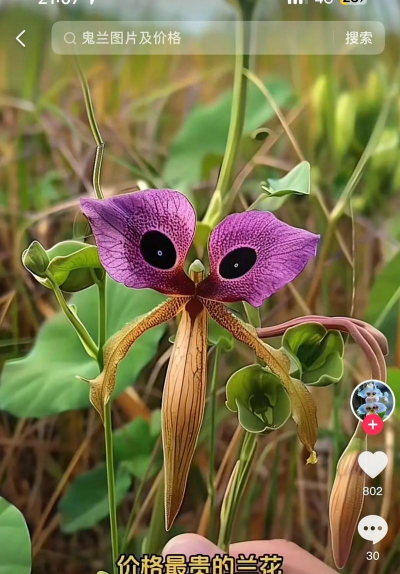 小众送妈妈的花有哪些花